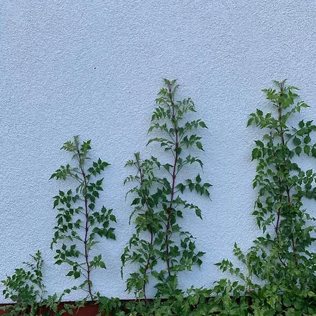 Mandulas A Kishaz Dezsaval Es Kilatassal A Balatonra * Balatongyörök