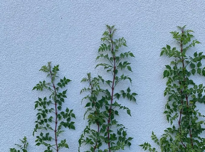 Mandulás A Kisház Dézsával és Kilátással A Balatonra * Balatongyörök